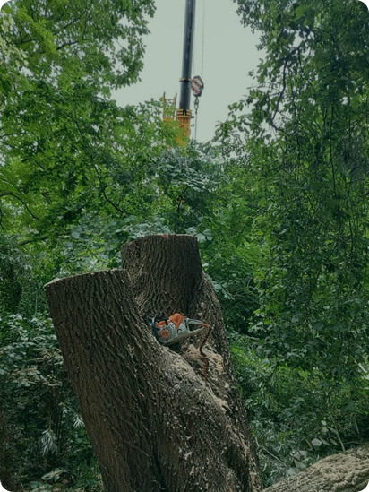 Bomen kappen