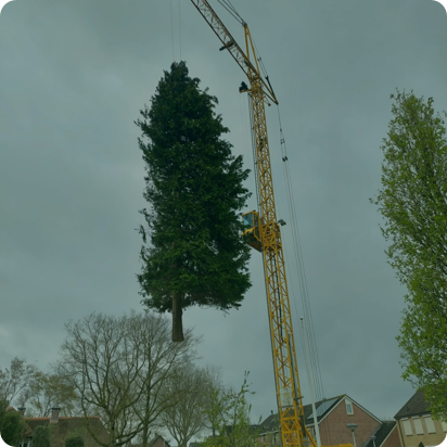 Bomen kappen